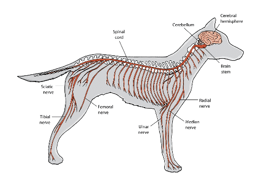 osteofyty u psa